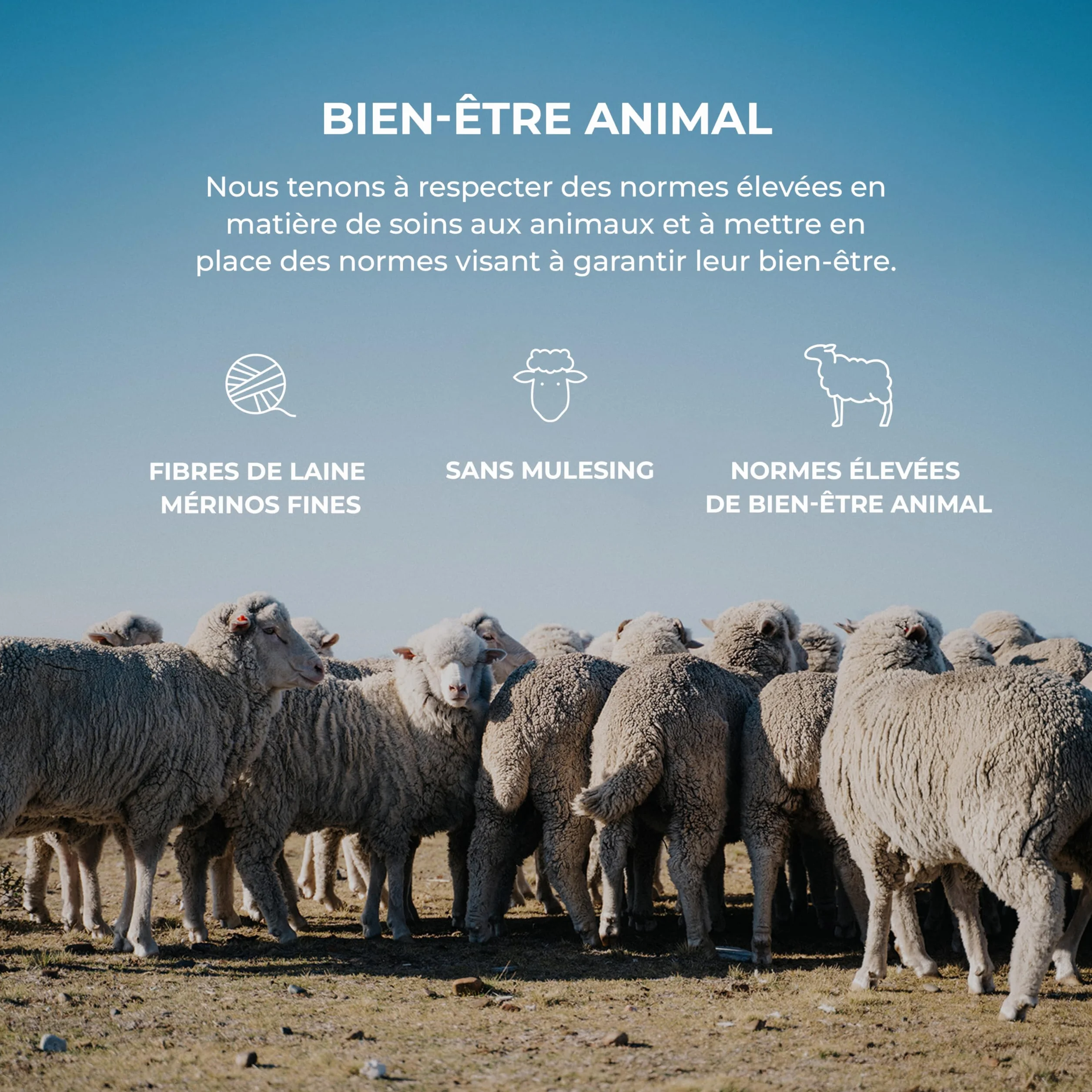 DILLING Legging pour bébé en Laine mérinos et Soie